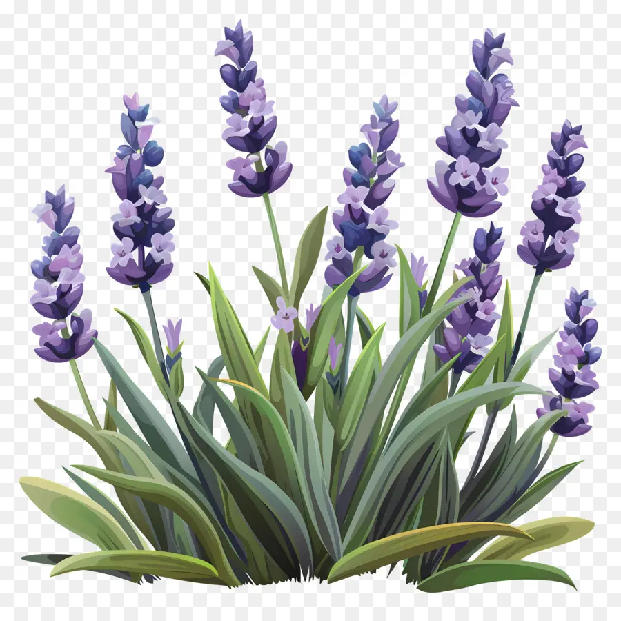 Lavender Taman，Lavender PNG