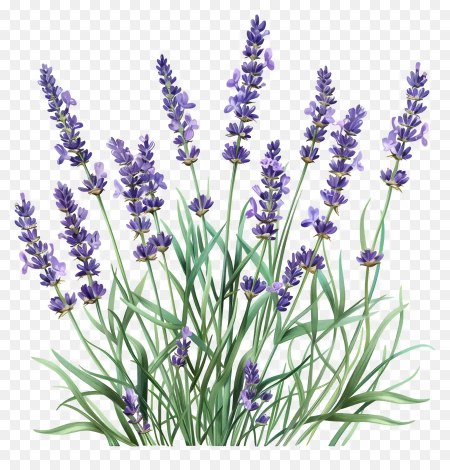 Taman Lavender，Warna Lembayung Muda PNG