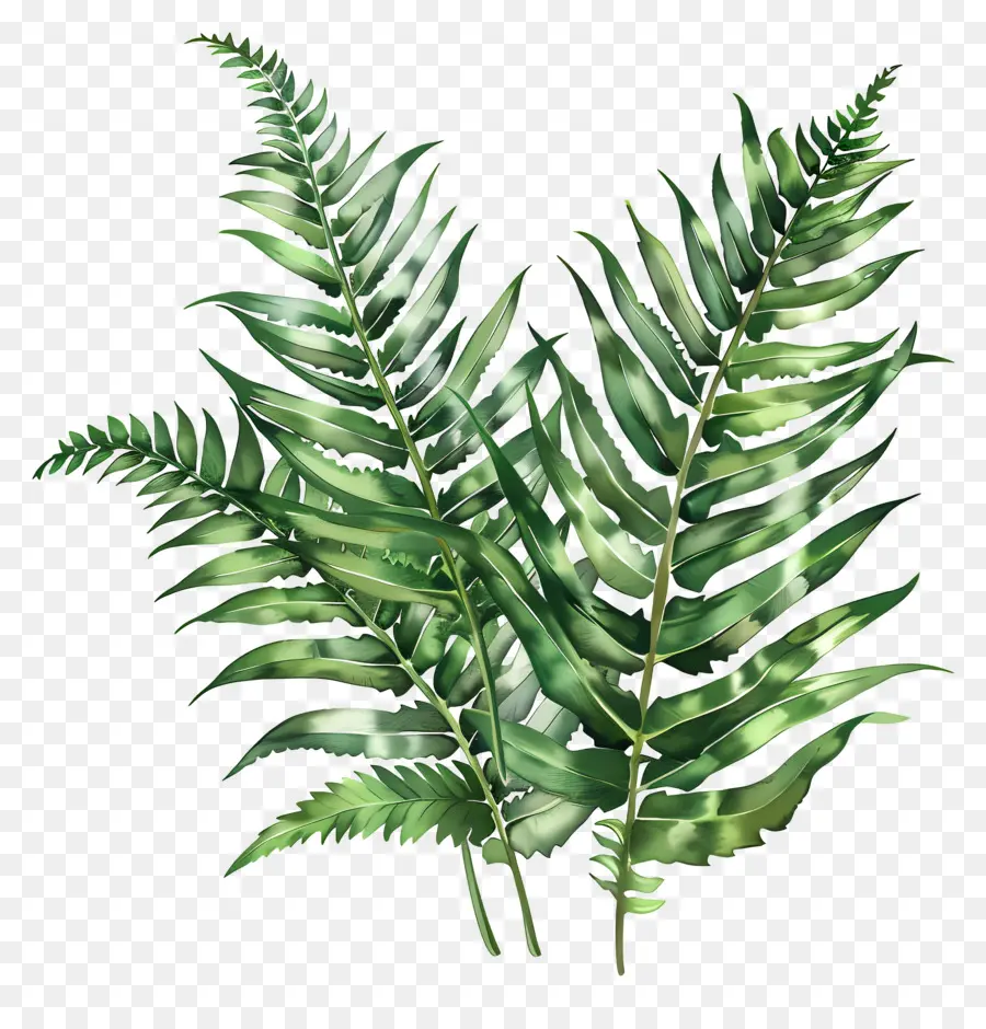 Garden Fern，Green Fern PNG