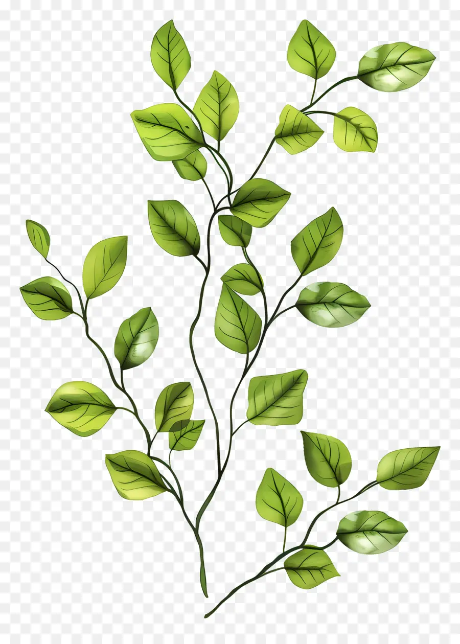 Setangkai Dengan Daun，Daun Hijau PNG