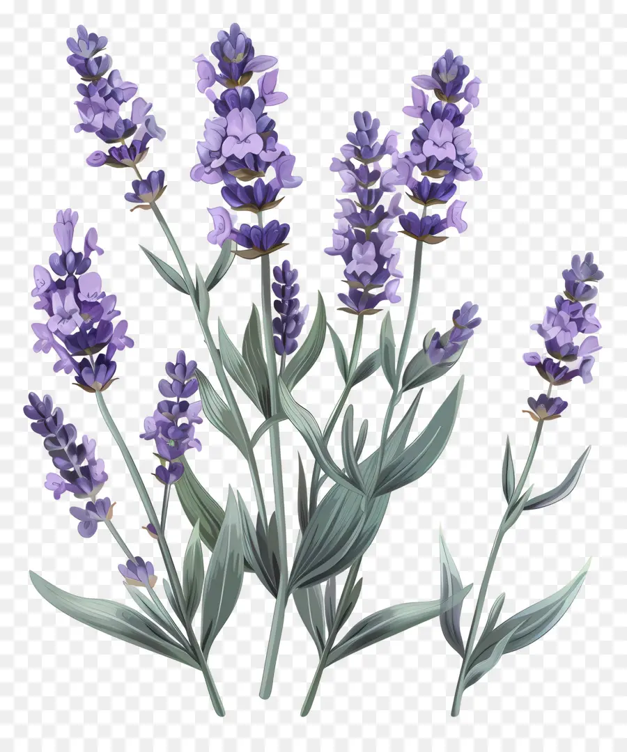 Taman Lavender，Warna Lembayung Muda PNG