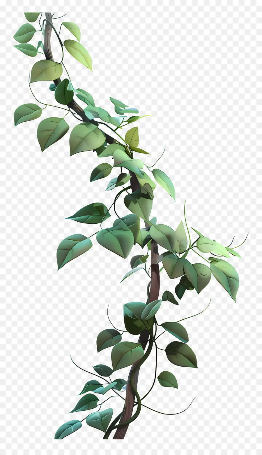 Anggur Hutan，Menggantung Ivy PNG