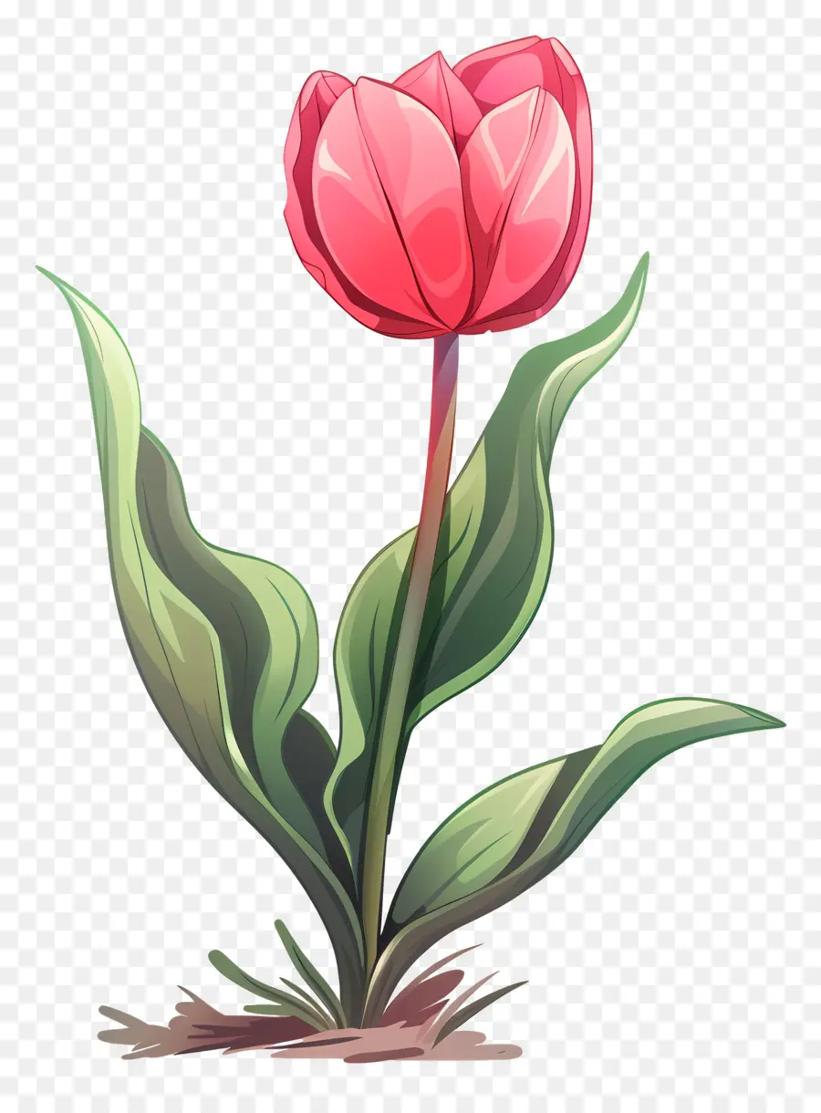 Bunga Tulip，Tulip PNG