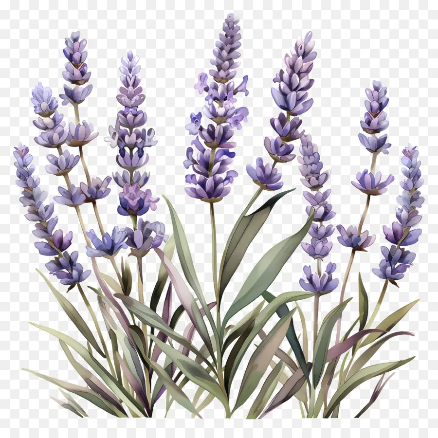 Lavender Taman，Lavender PNG