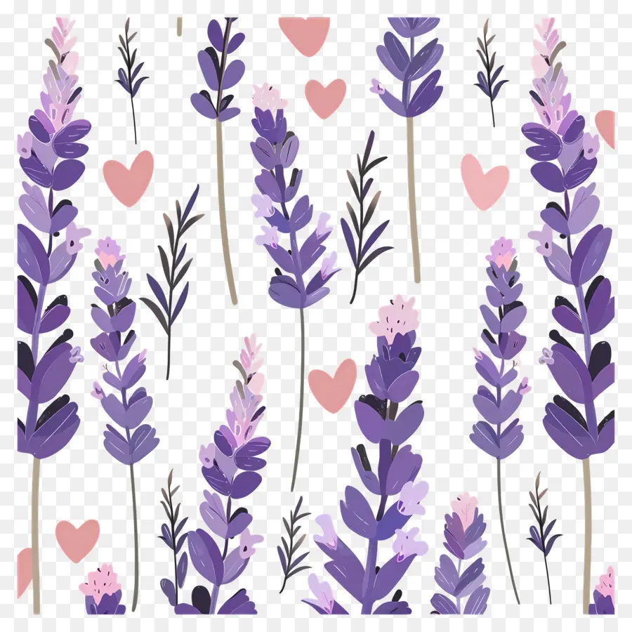 Ladang Lavender，Bunga Lavender PNG