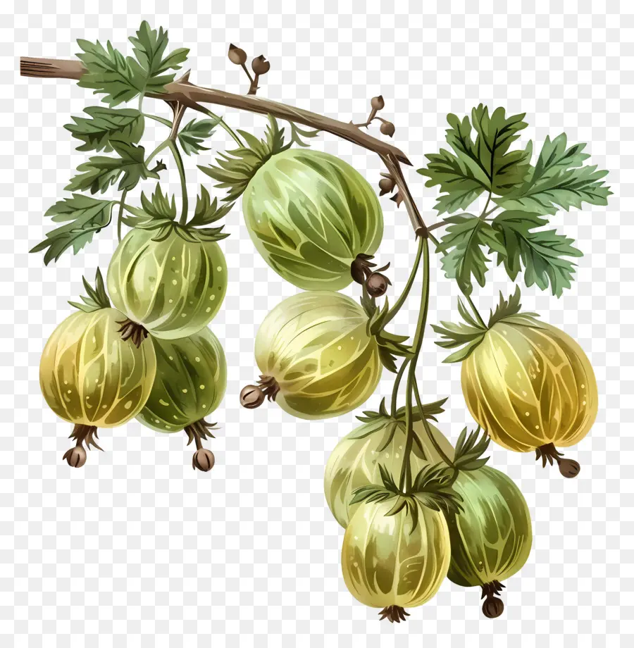 Buah Gooseberry，Gooseberry PNG