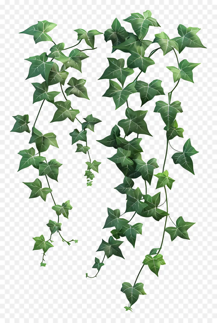 Tanaman Ivy，Ivy PNG