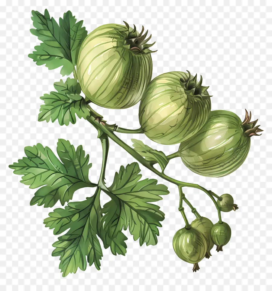 Buah Gooseberry，Gooseberry PNG