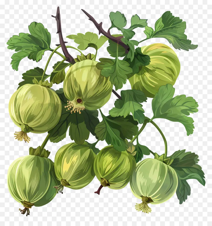 Buah Gooseberry，Gooseberry PNG