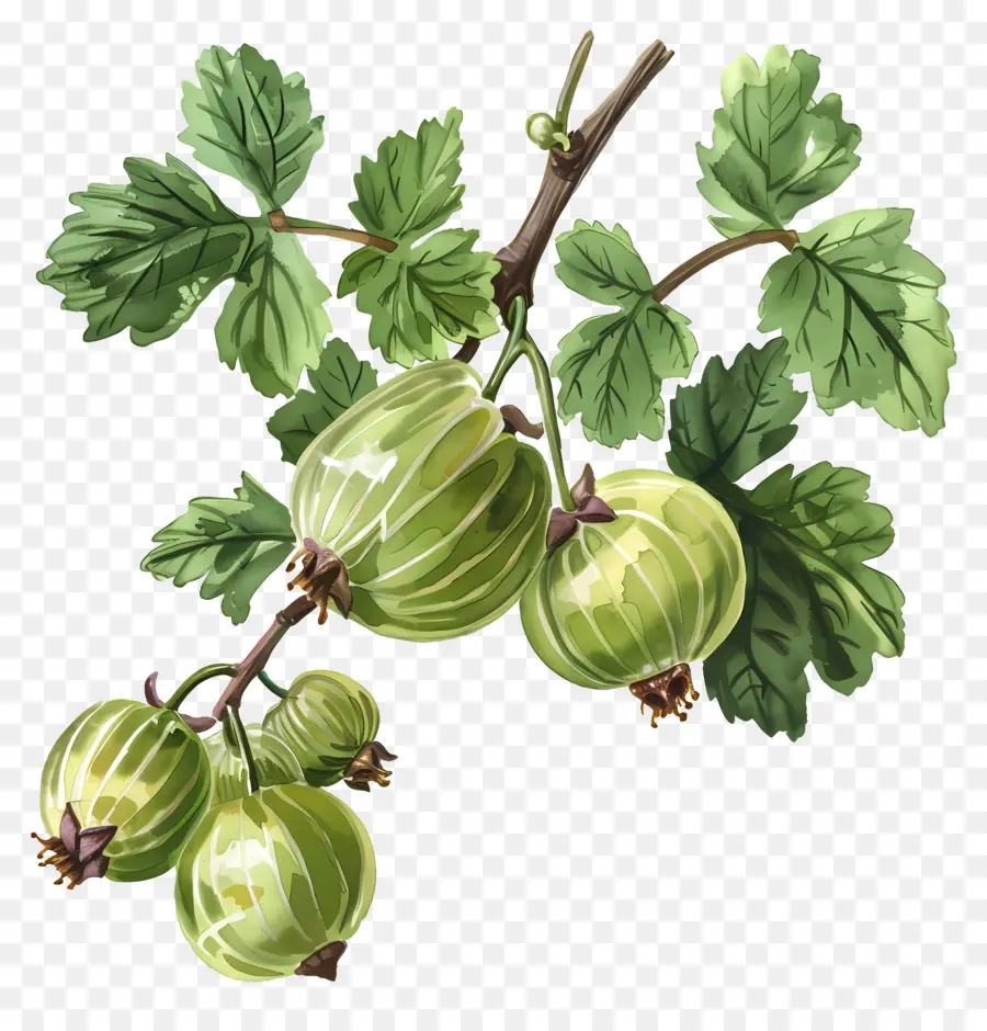 Buah Gooseberry，Gooseberry PNG