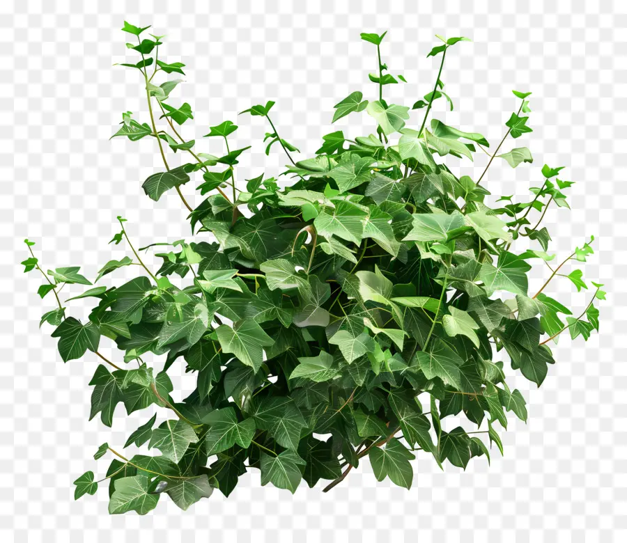 Tanaman Ivy，Daun Daun PNG