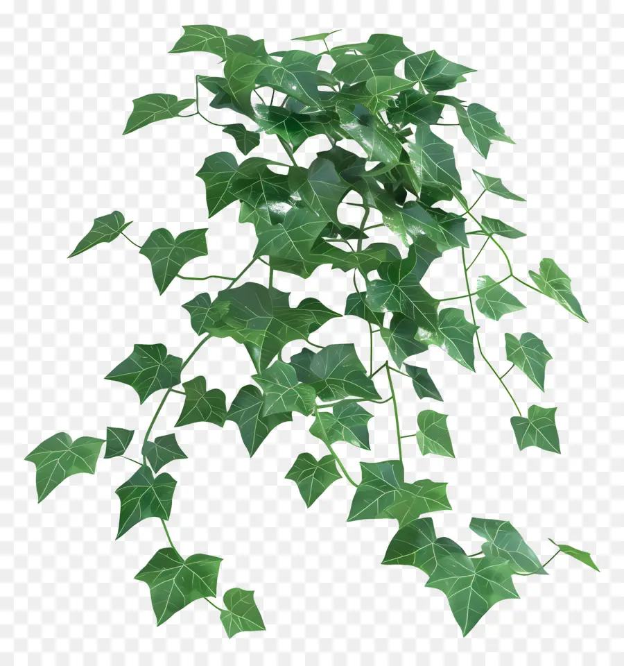 Tanaman Ivy，Daun Daun PNG