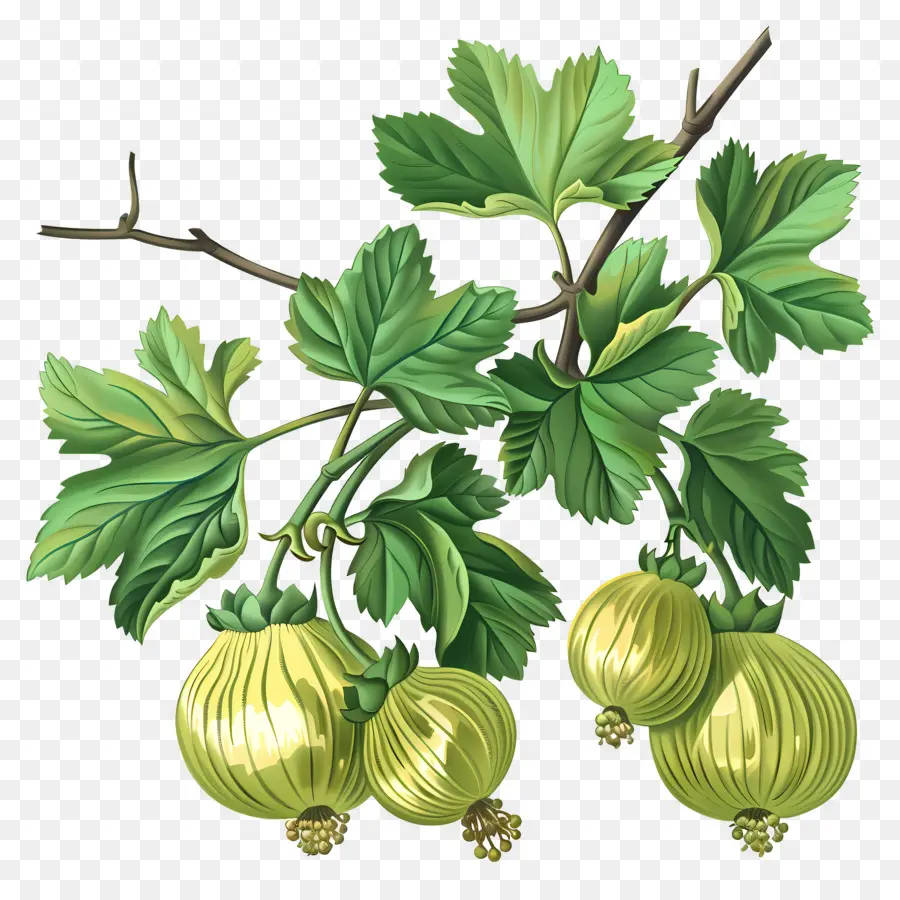 Buah Gooseberry，Gooseberry PNG