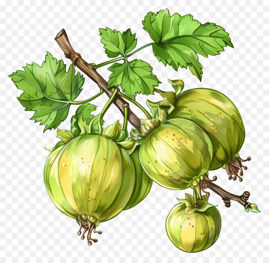 Buah Gooseberry，Gooseberry PNG