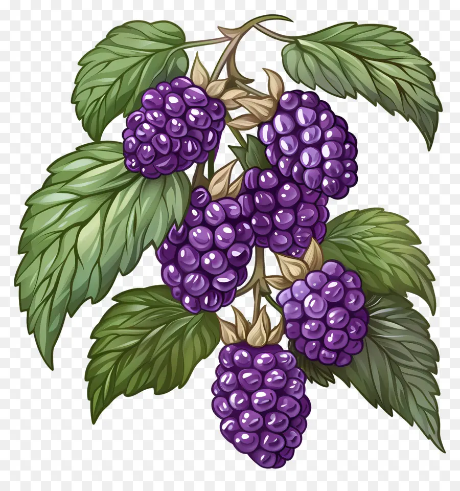 Anak Laki Laki，Berry Ungu PNG