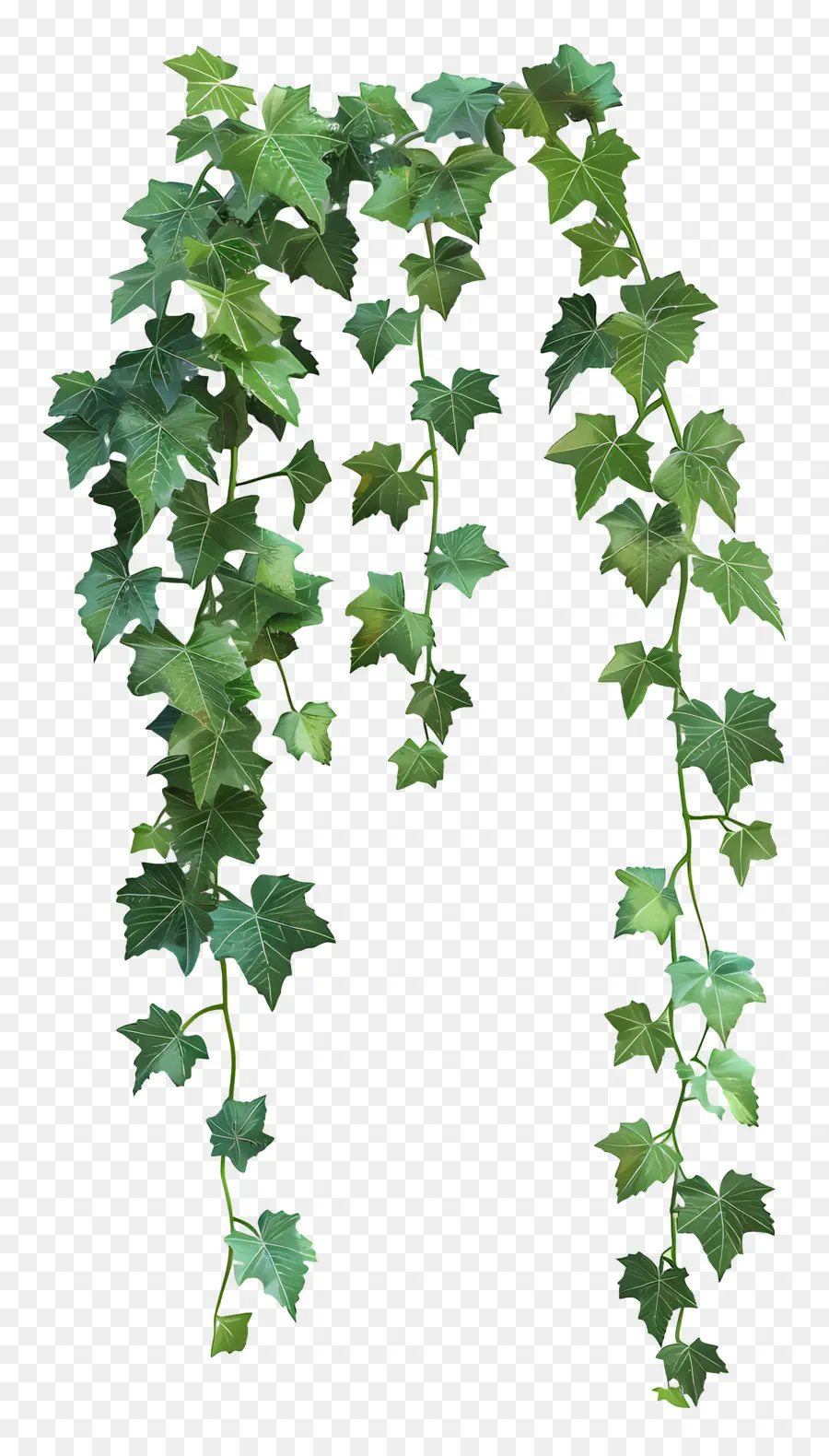 Tanaman Ivy，Ivy PNG