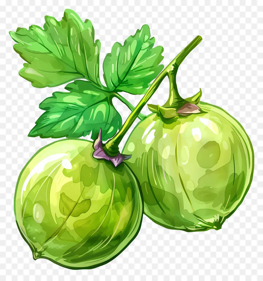 Buah Gooseberry，Gooseberry PNG