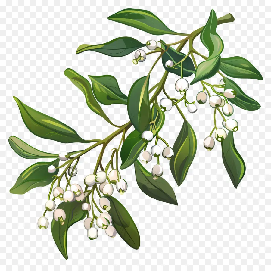 Mistletoe，Daun Daun PNG