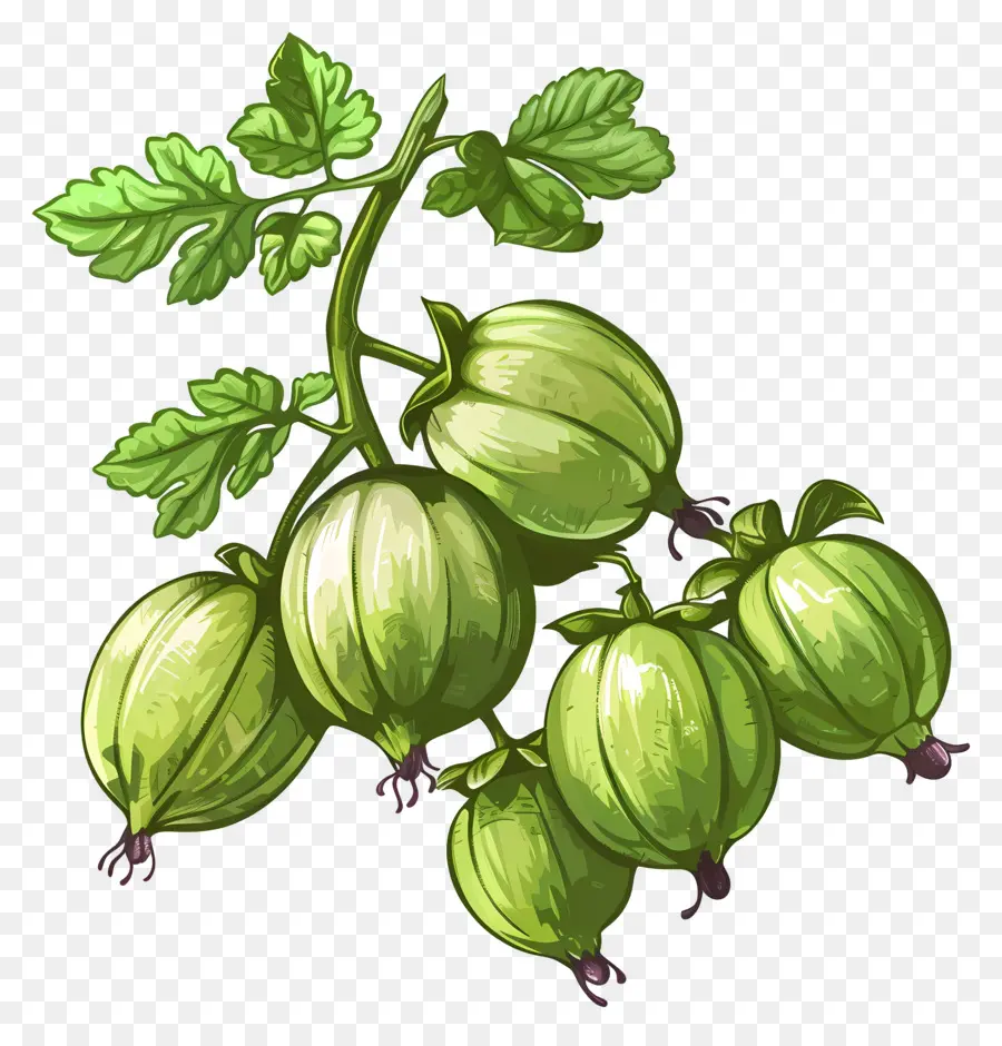 Buah Gooseberry，Gooseberry PNG