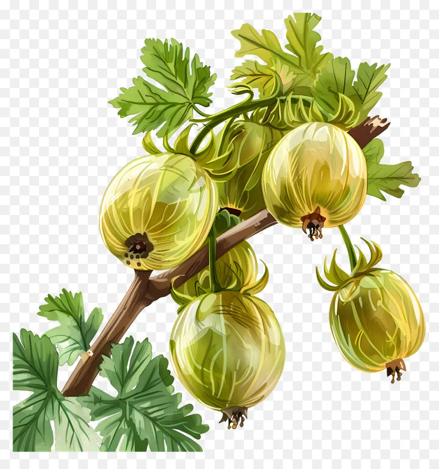 Buah Gooseberry，Gooseberry PNG