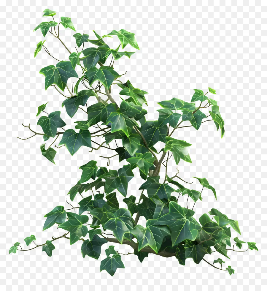 Tanaman Ivy，Daun Daun PNG