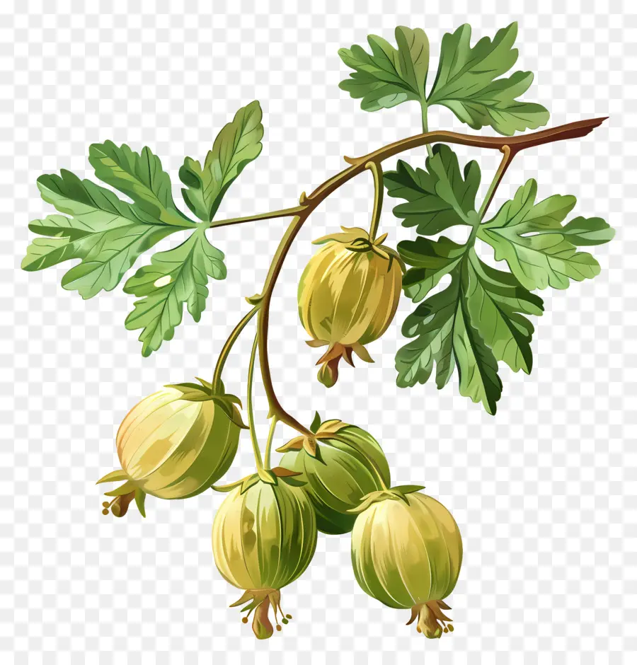 Buah Gooseberry，Gooseberry PNG