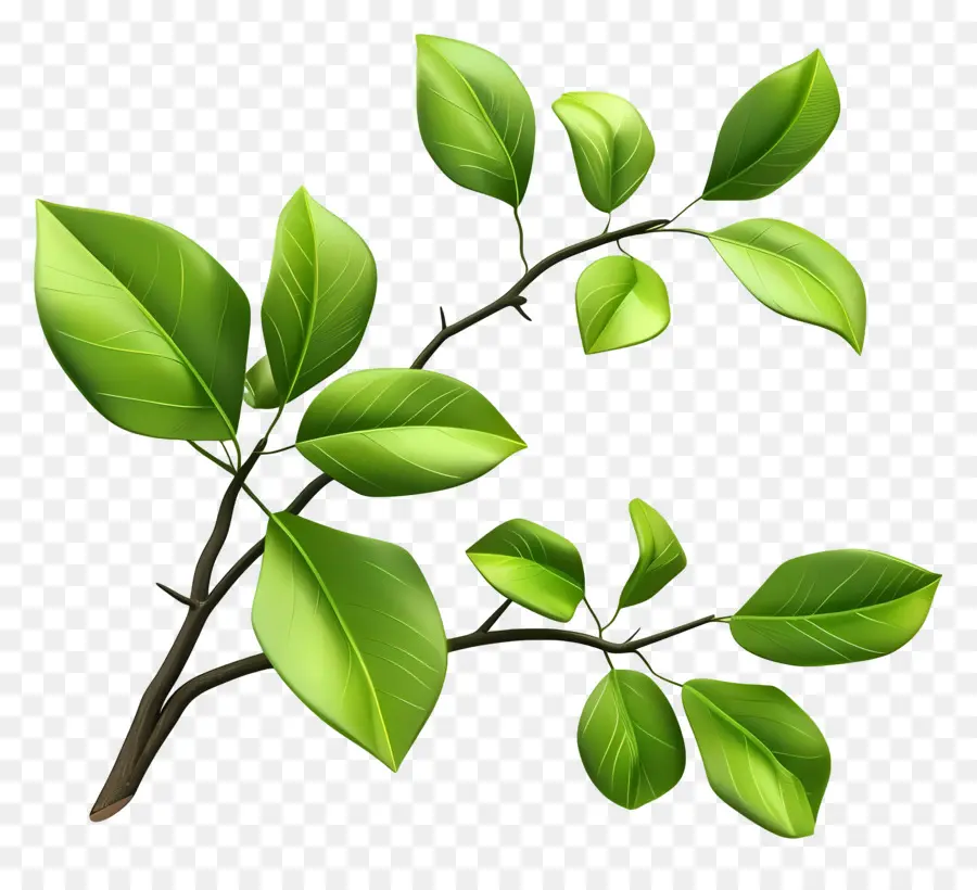 Daun Di Dahan，Daun Hijau PNG