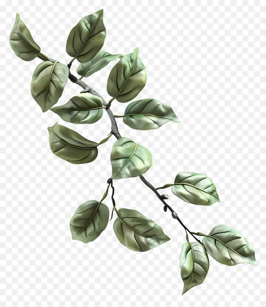 Daun Di Dahan，Daun Hijau PNG