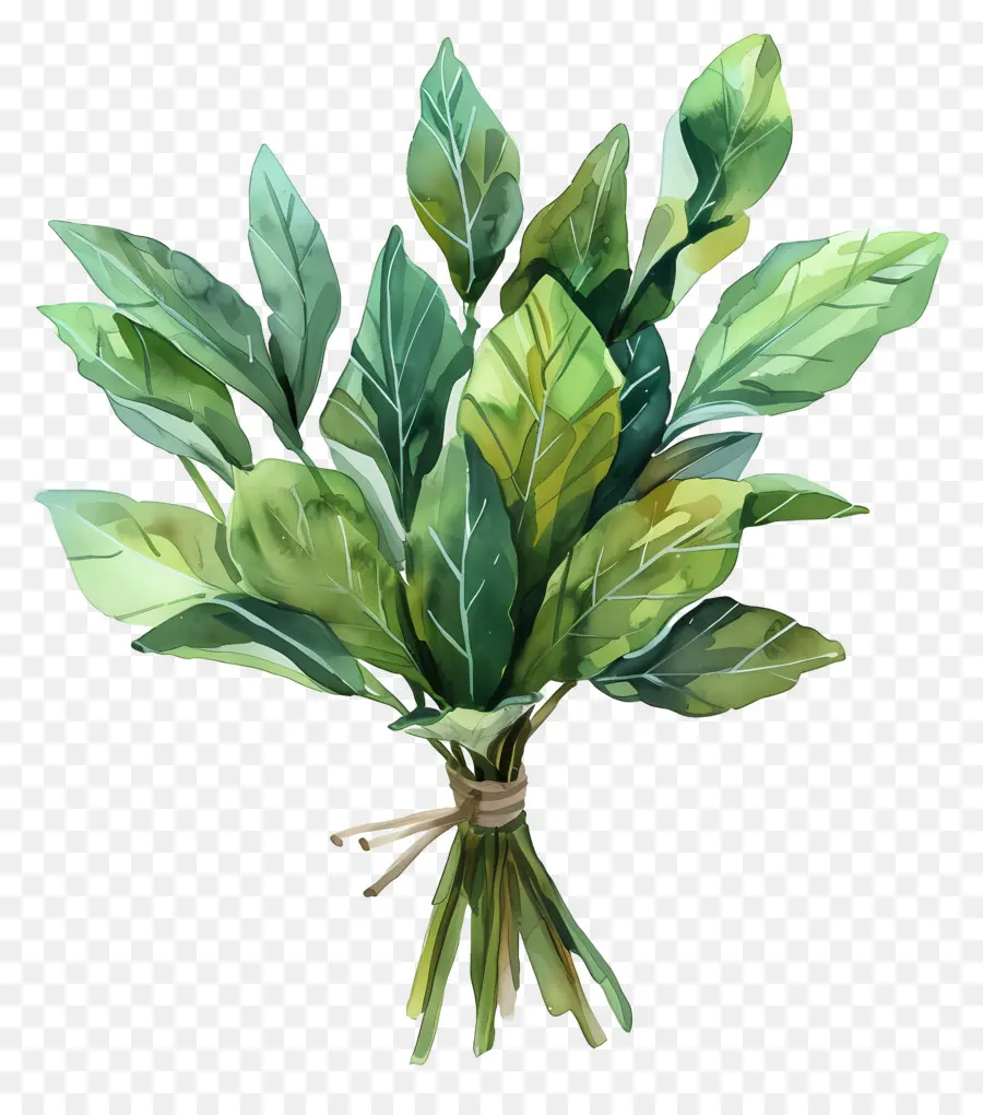 Sekumpulan Daun，Daun Hijau PNG