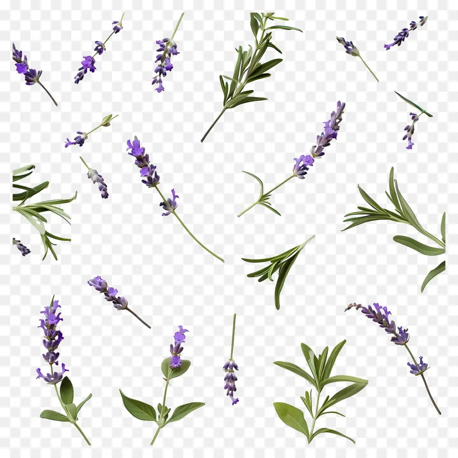 Latar Belakang Ungu，Bunga Dan Daun Lavender PNG