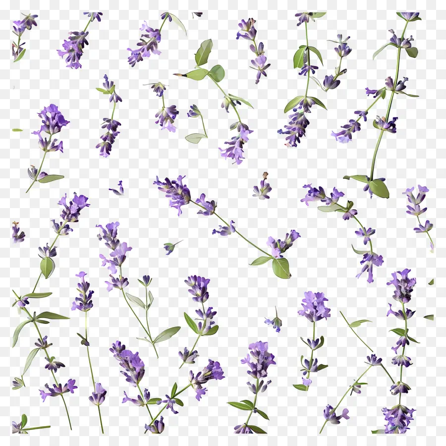 Latar Belakang Ungu，Bunga Lavender PNG