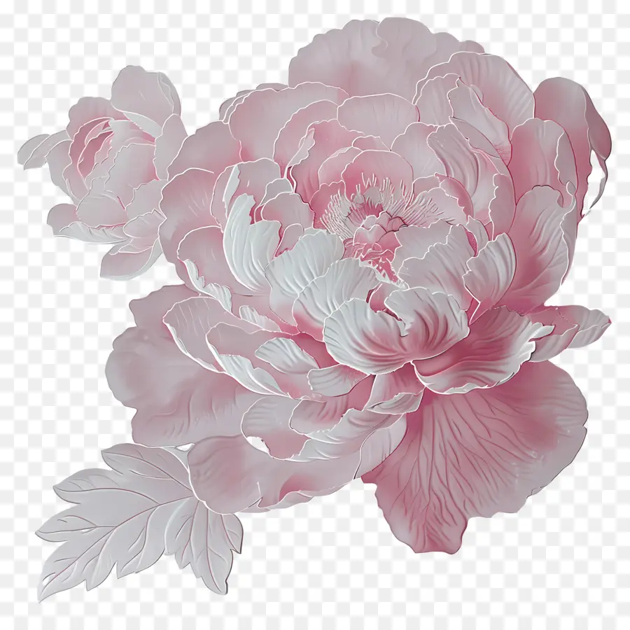 Peoni Merah Muda，Bunga Peony PNG