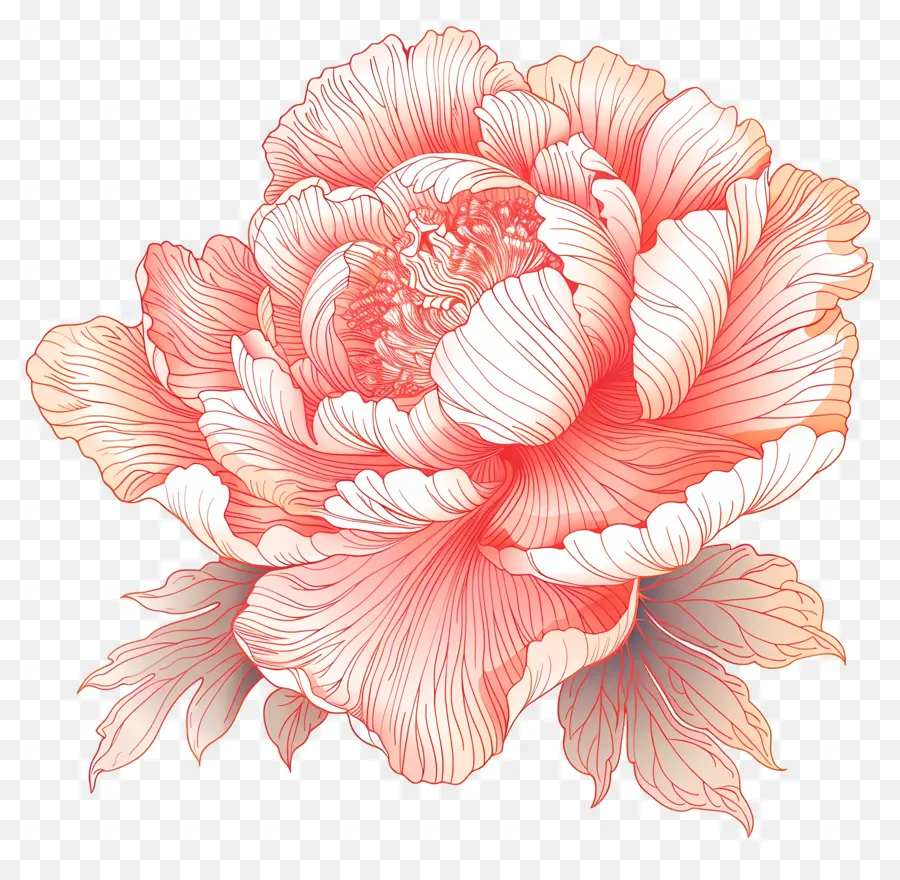 Peoni Merah Muda，Bunga Peony PNG