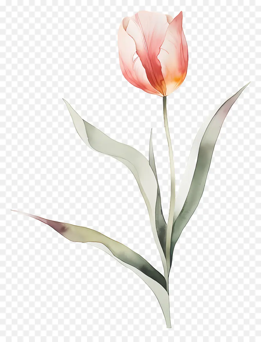 Bunga Tulp，Bunga PNG