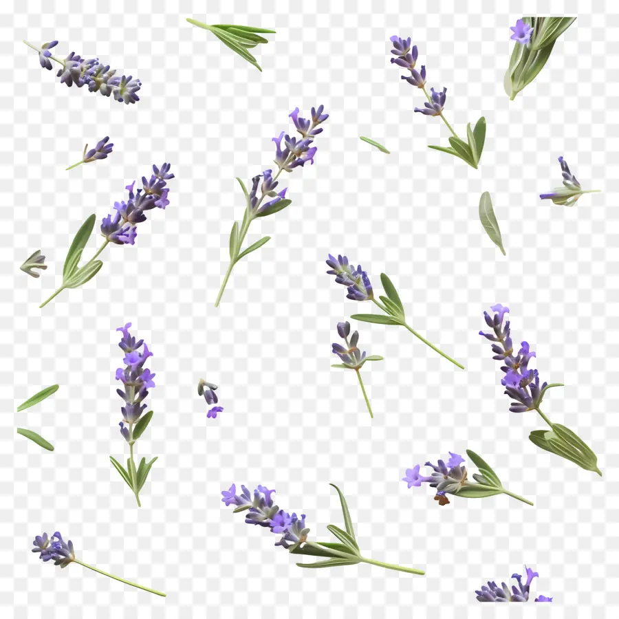 Daun Lavender Kecil，Bunga Dan Daun Lavender PNG