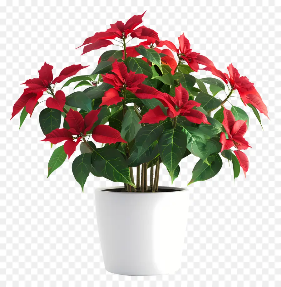 Tanaman Mekar Dalam Pot，Poinsettia PNG