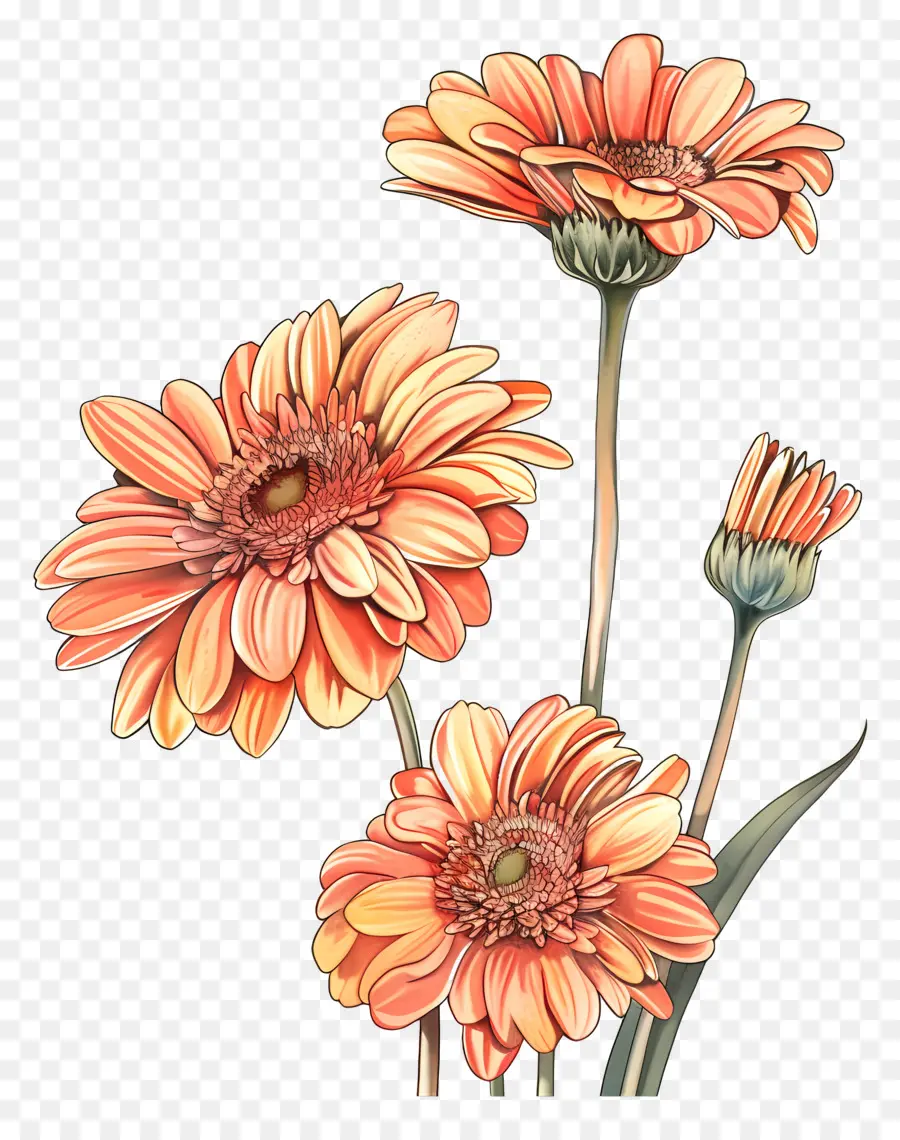 Bunga Gerbera，Bunga Merah Muda PNG