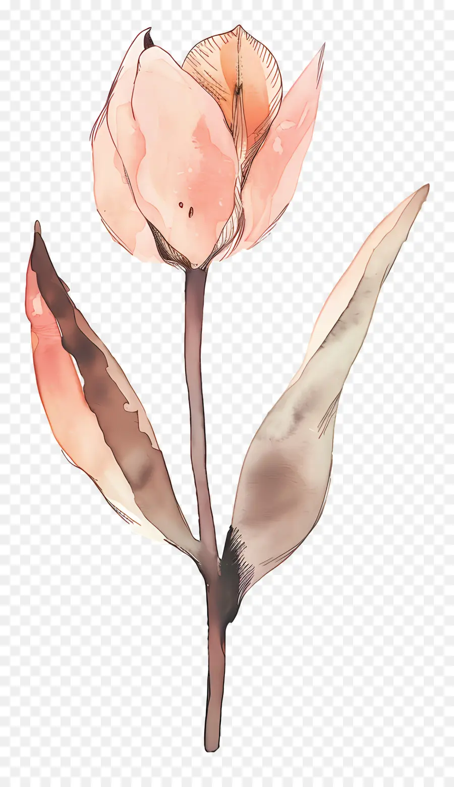 Bunga Tulp，Bunga PNG