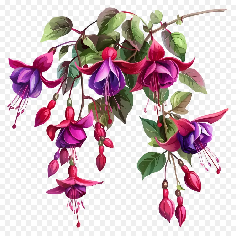 Bunga Fuchsia，Bunga Merah Muda PNG