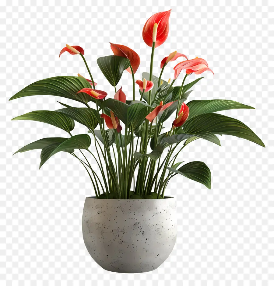 Tanaman Mekar Dalam Pot，Tanaman Anthurium Merah PNG