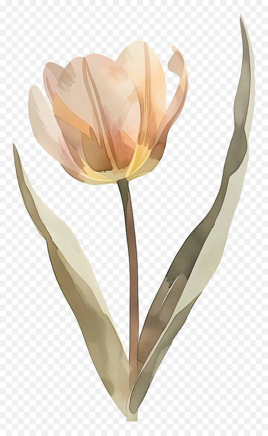 Bunga Tulp，Bunga PNG