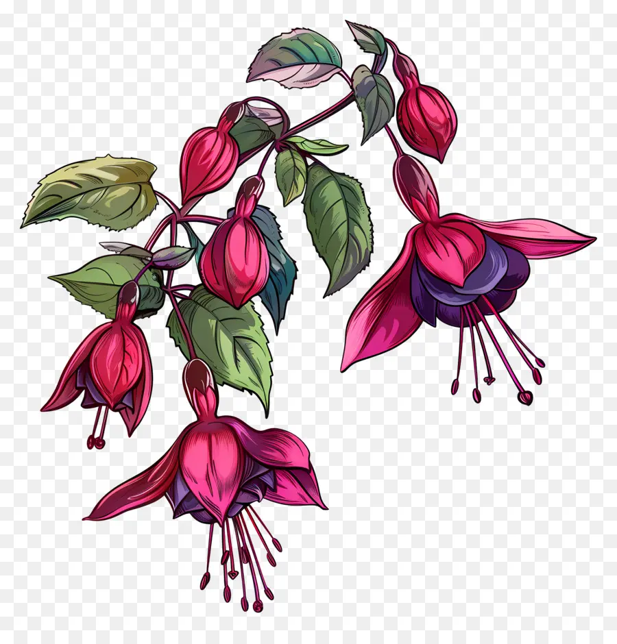 Bunga Fuchsia，Bunga Merah Muda PNG