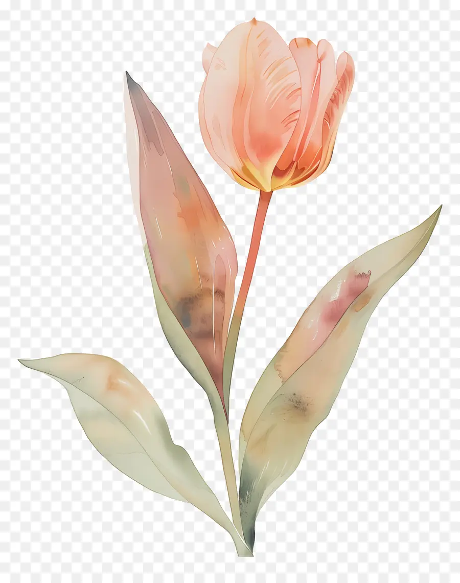 Bunga Tulp，Bunga PNG