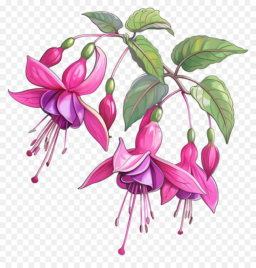 Bunga Fuchsia，Bunga Merah Muda PNG