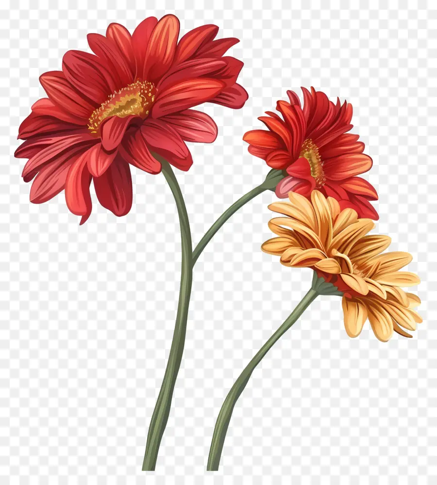 Bunga Gerbera，Bunga Dahlia PNG