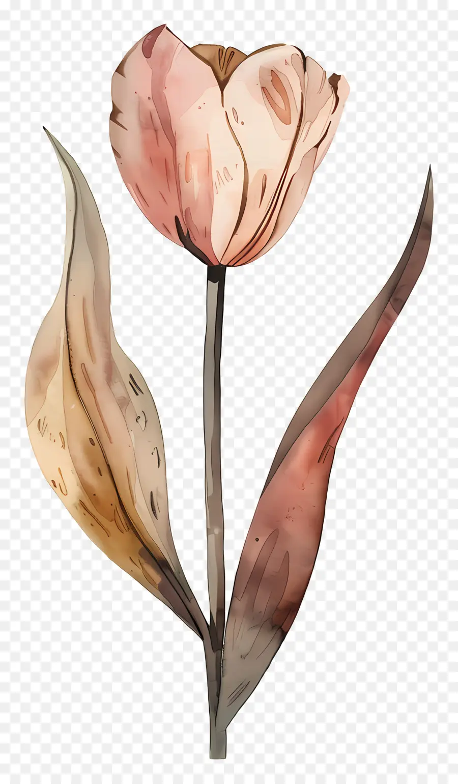 Bunga Tulp，Bunga Coklat PNG