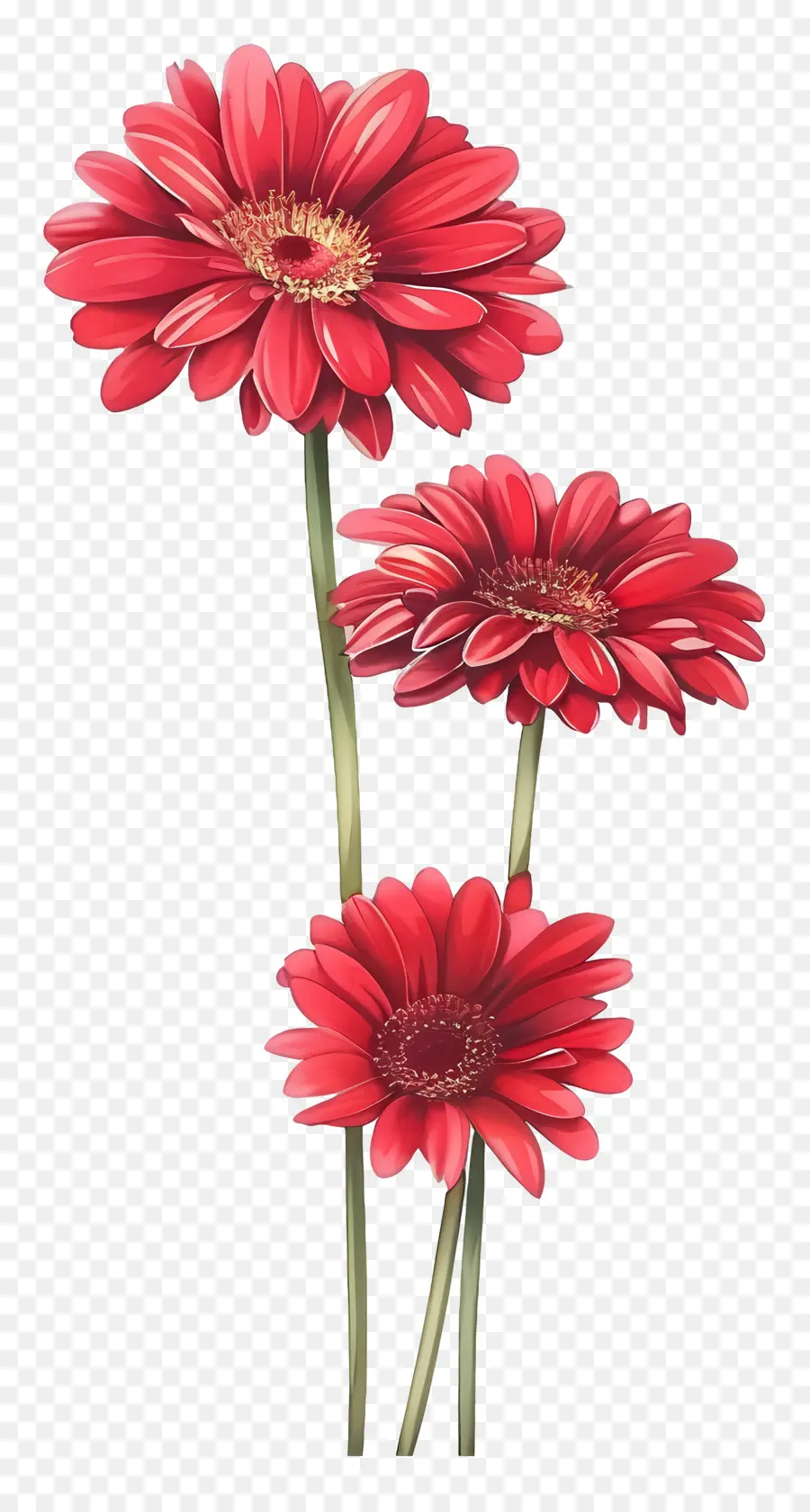 Bunga Gerbera，Bunga Merah PNG