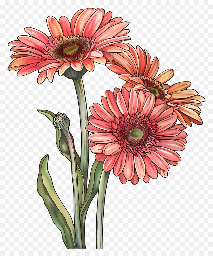 Bunga Gerbera，Bunga Merah Muda PNG