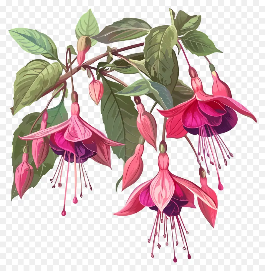 Bunga Fuchsia，Bunga Merah Muda PNG