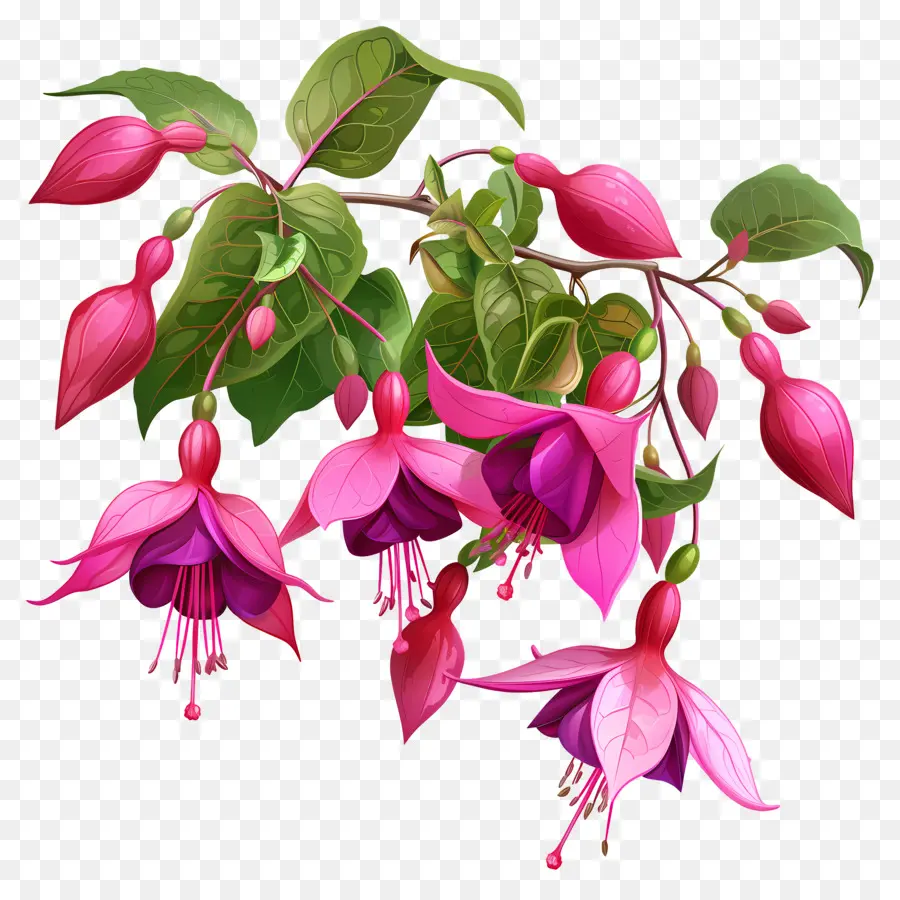 Bunga Fuchsia，Bunga Merah Muda PNG